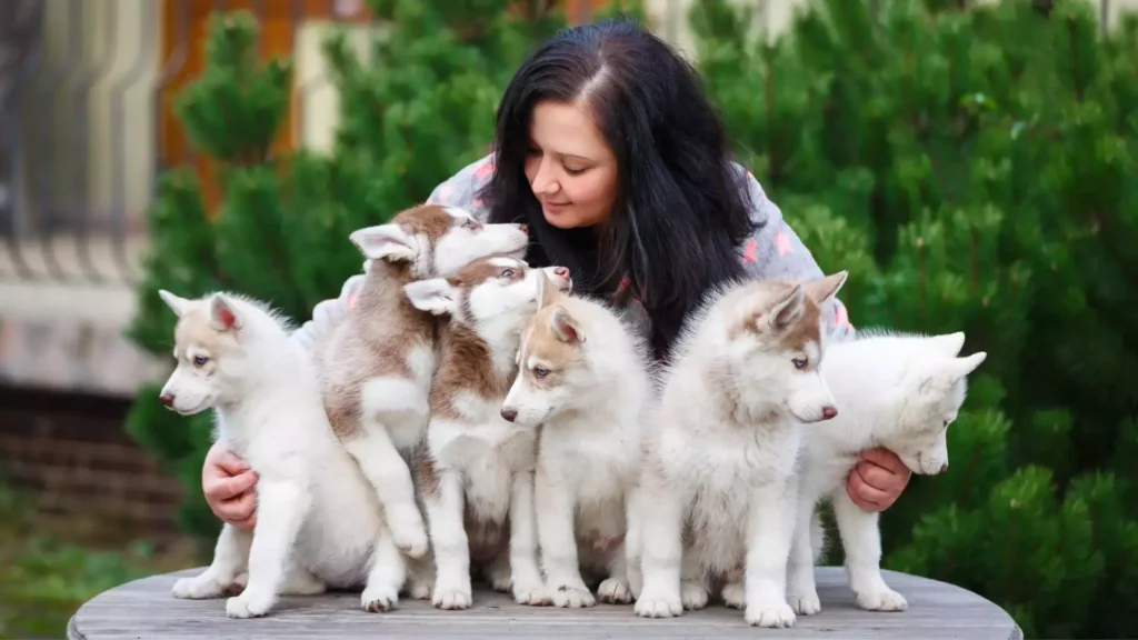 Éleveur d’animaux