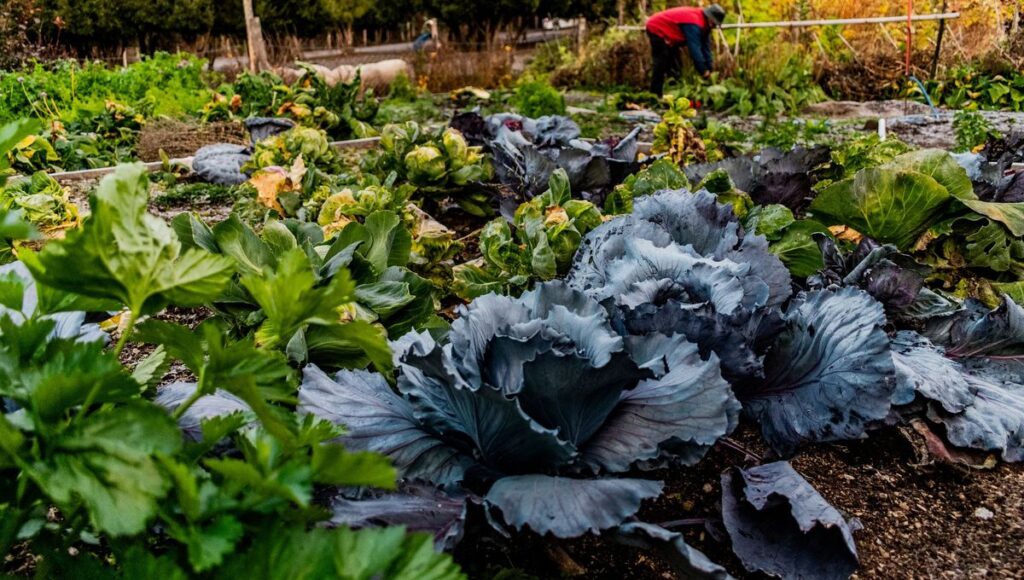 Les 5 meilleurs podcasts jardinage à écouter en 2026